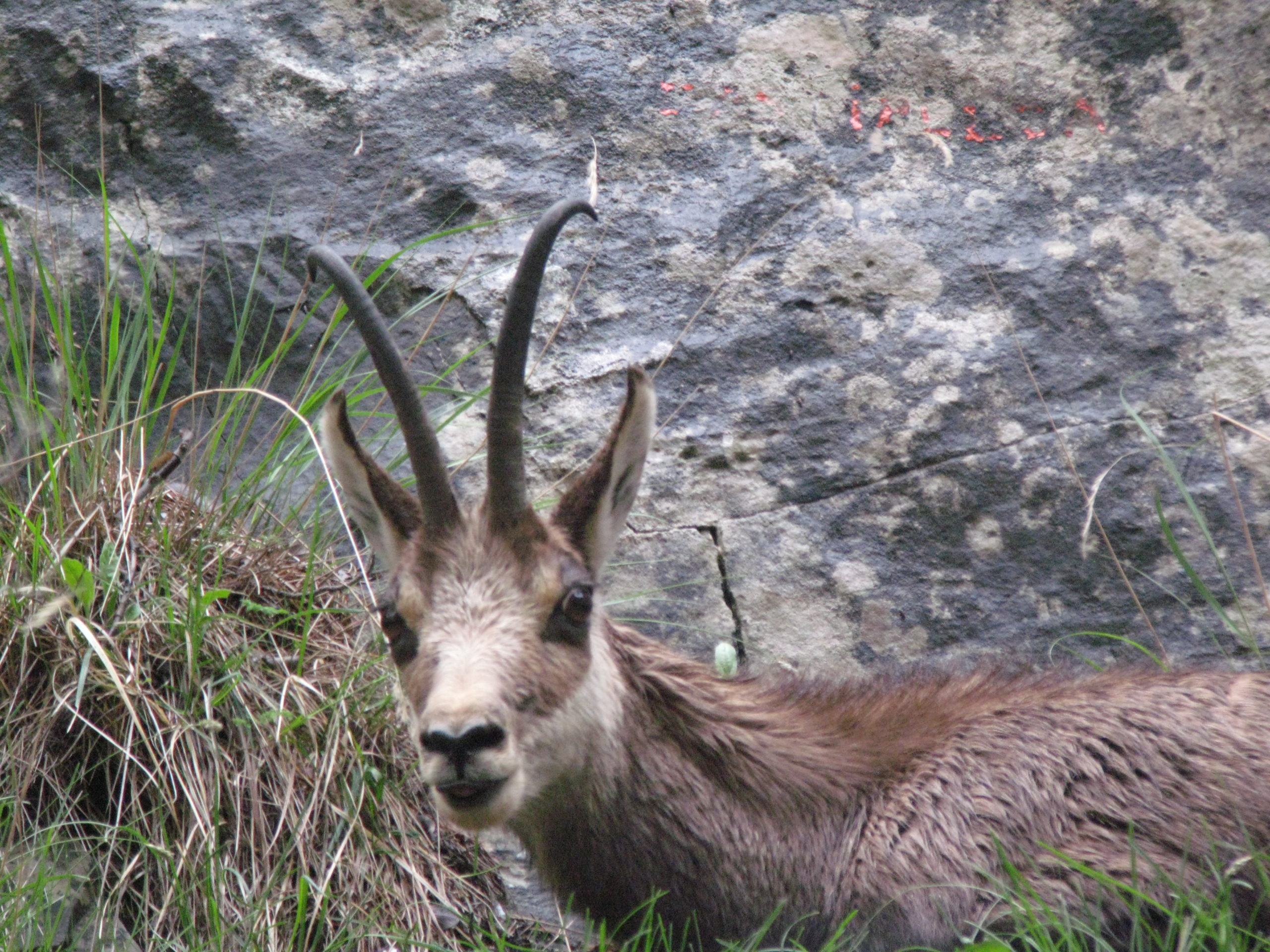 Faune des Hautes Alpes