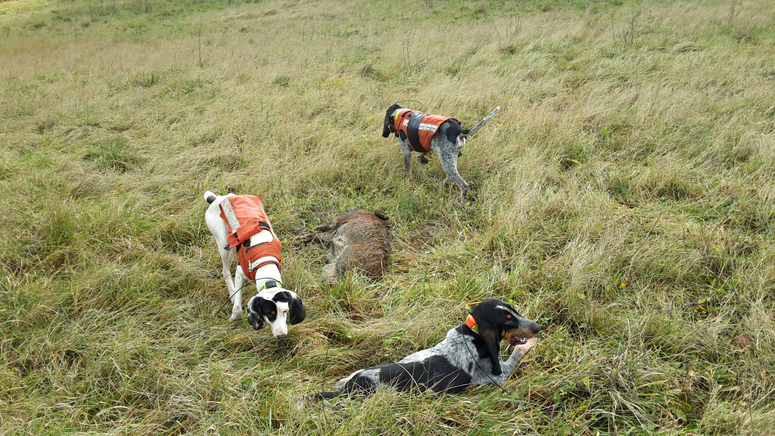 Association Départementale des Chasseurs de Grand Gibier de l’Aveyron