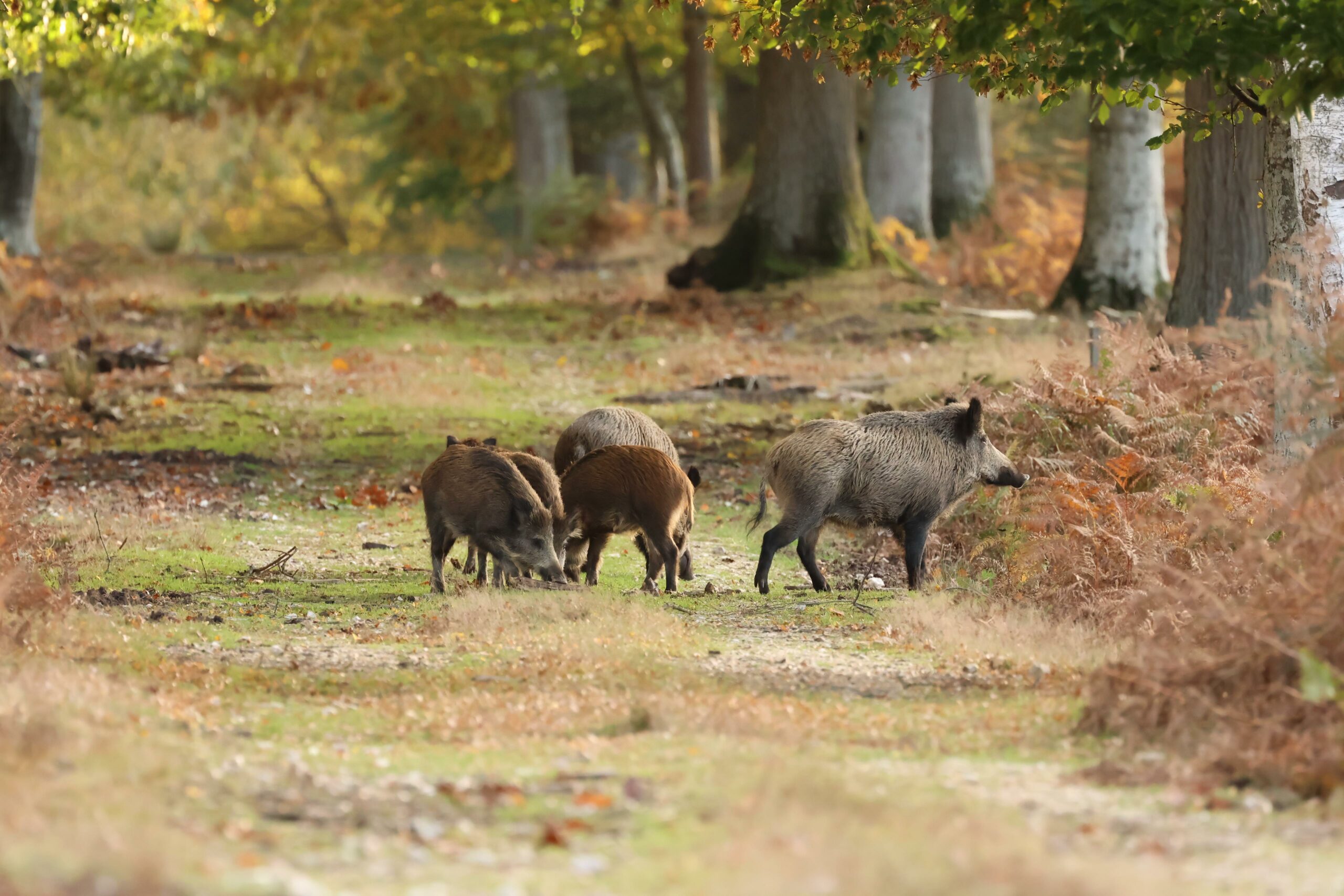 Association des Chasseurs du Calvados pour la Gestion du Grand Gibier