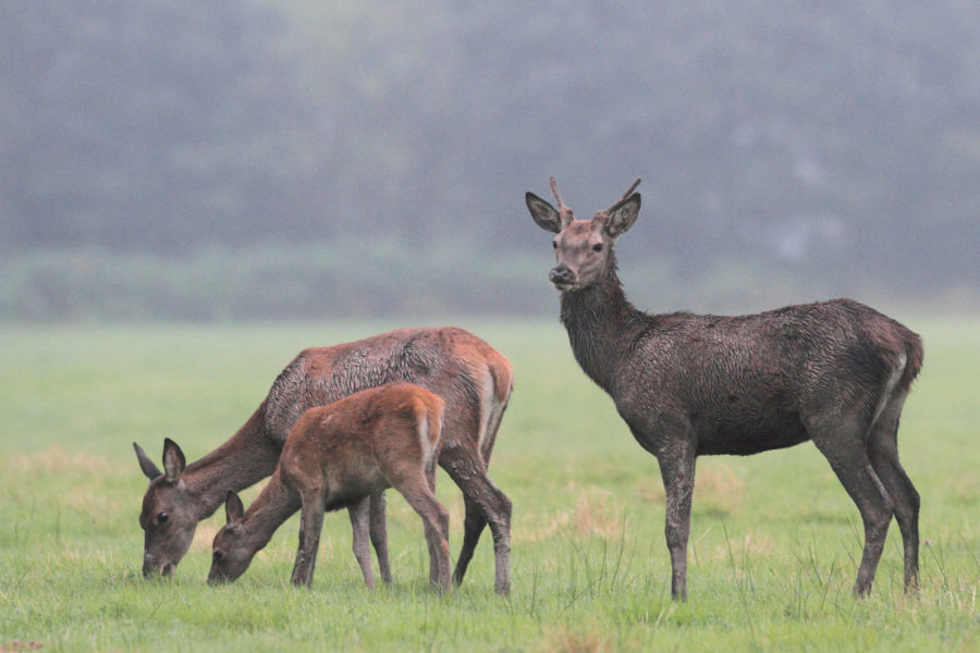 Stage « Chasse individuelle » 2023