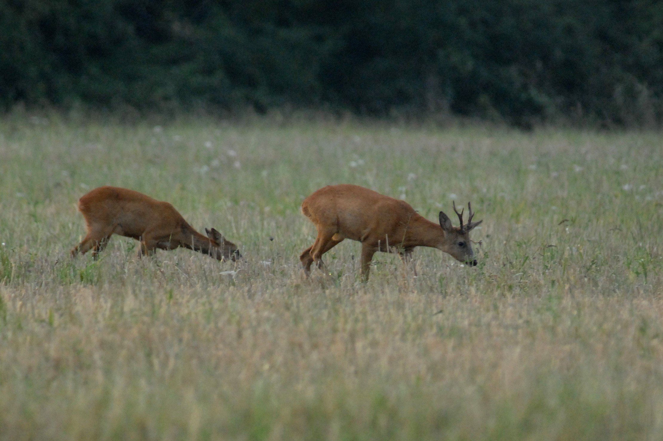 La Chasse d’été