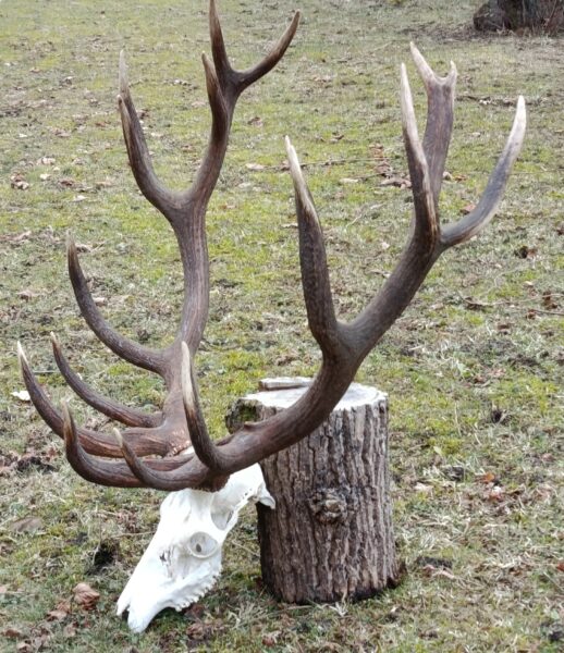 Cerf Vacheron