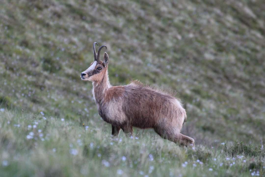 Etude PUPIPO – (mouches plates)