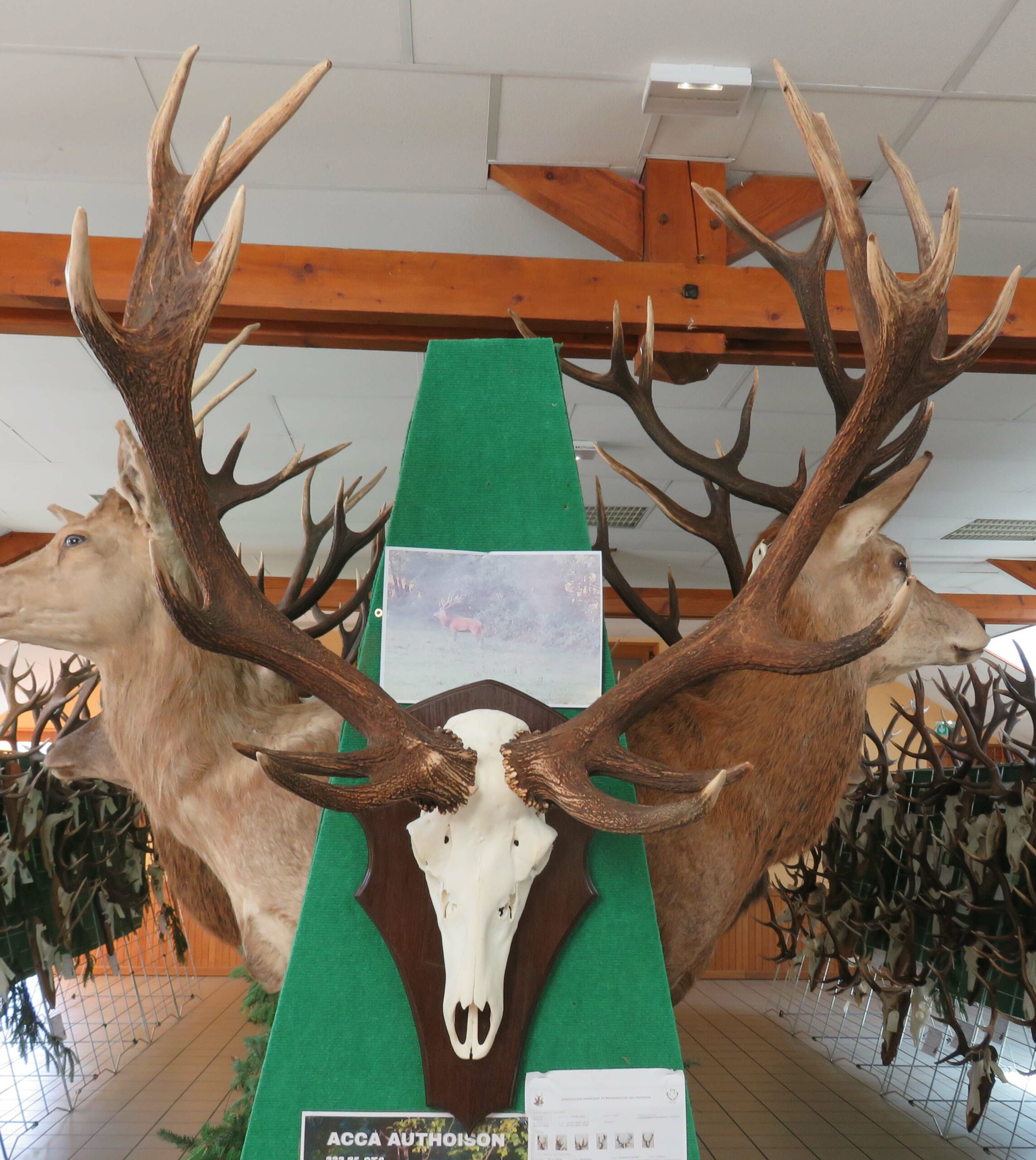 Association Départementale des Chasseurs de Grand Gibier de la Haute-Saône
