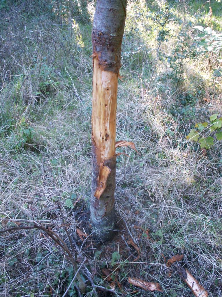 Formation « Equilibre forêt-ongulés »3/4 avril 2024