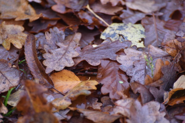 Feuilles