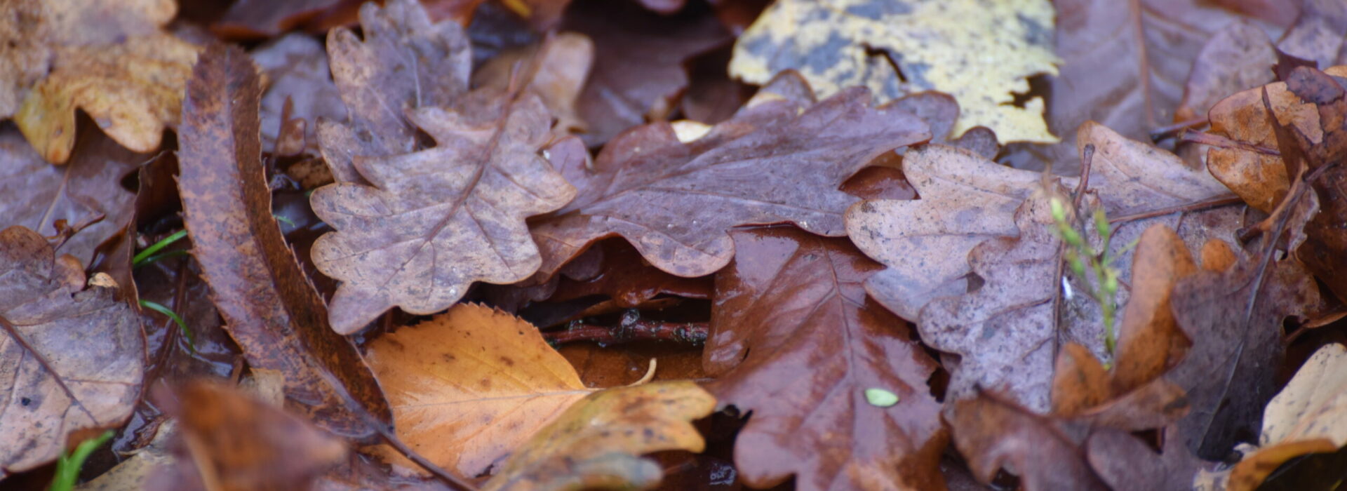 Feuilles