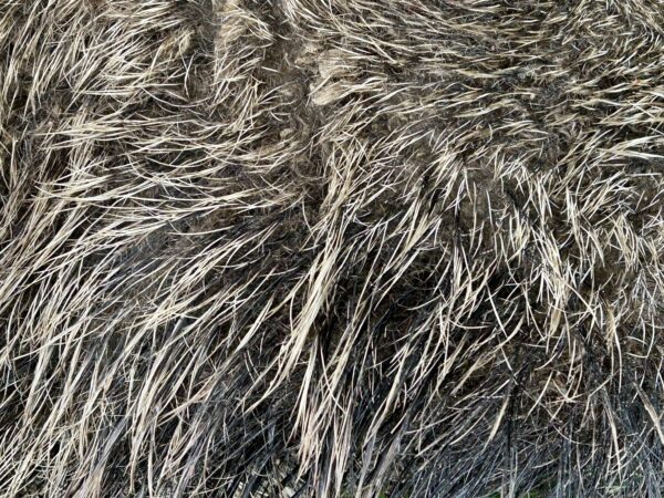 Sanglier
