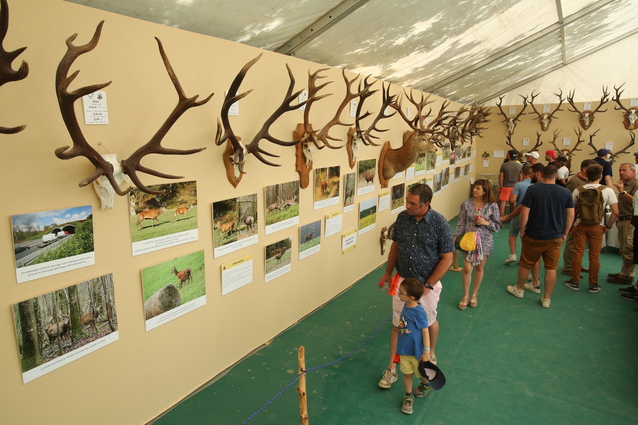 Revivez l’exposition des grands cerfs du Game Fair en vidéo